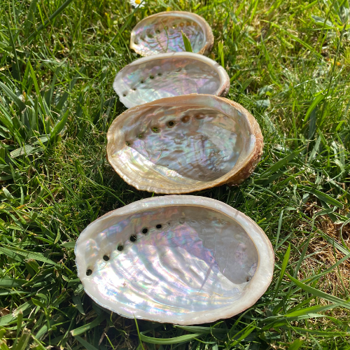 Ormeaux de 4 tailles différentes