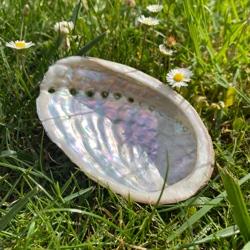 Ormeaux dans l'herbe