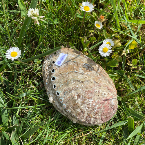 Ormeaux dans l'herbe