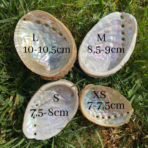 Ormeaux de 4 tailles différentes