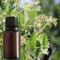 Flacon d'huile essentielle en premier plan d'une image présentant l'arbre ravintsara