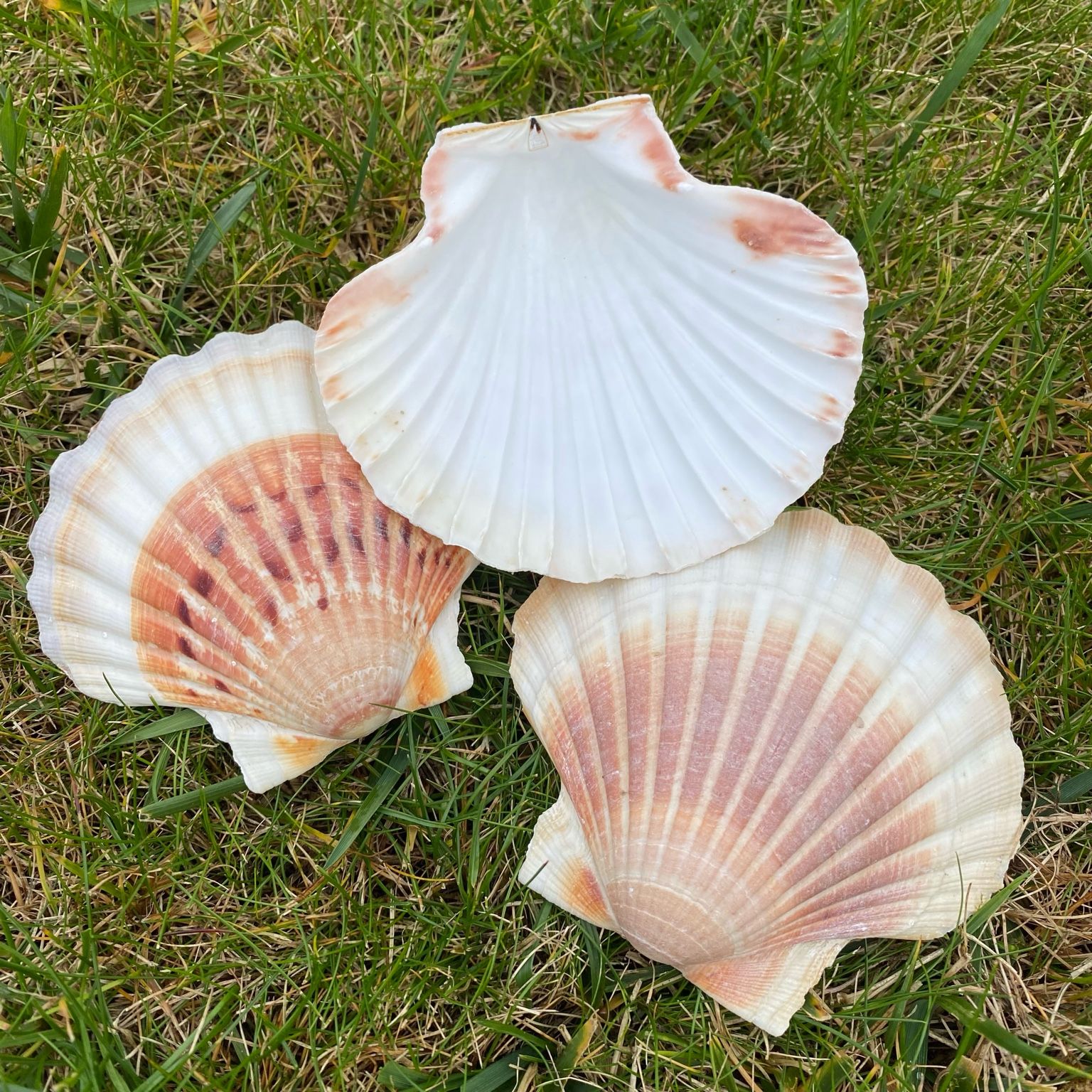 Coquille Saint-Jacques naturelle pour rechargement des pierres et rituels énergétiques, accessoire de lithothérapie Les Merveilles by Pauline