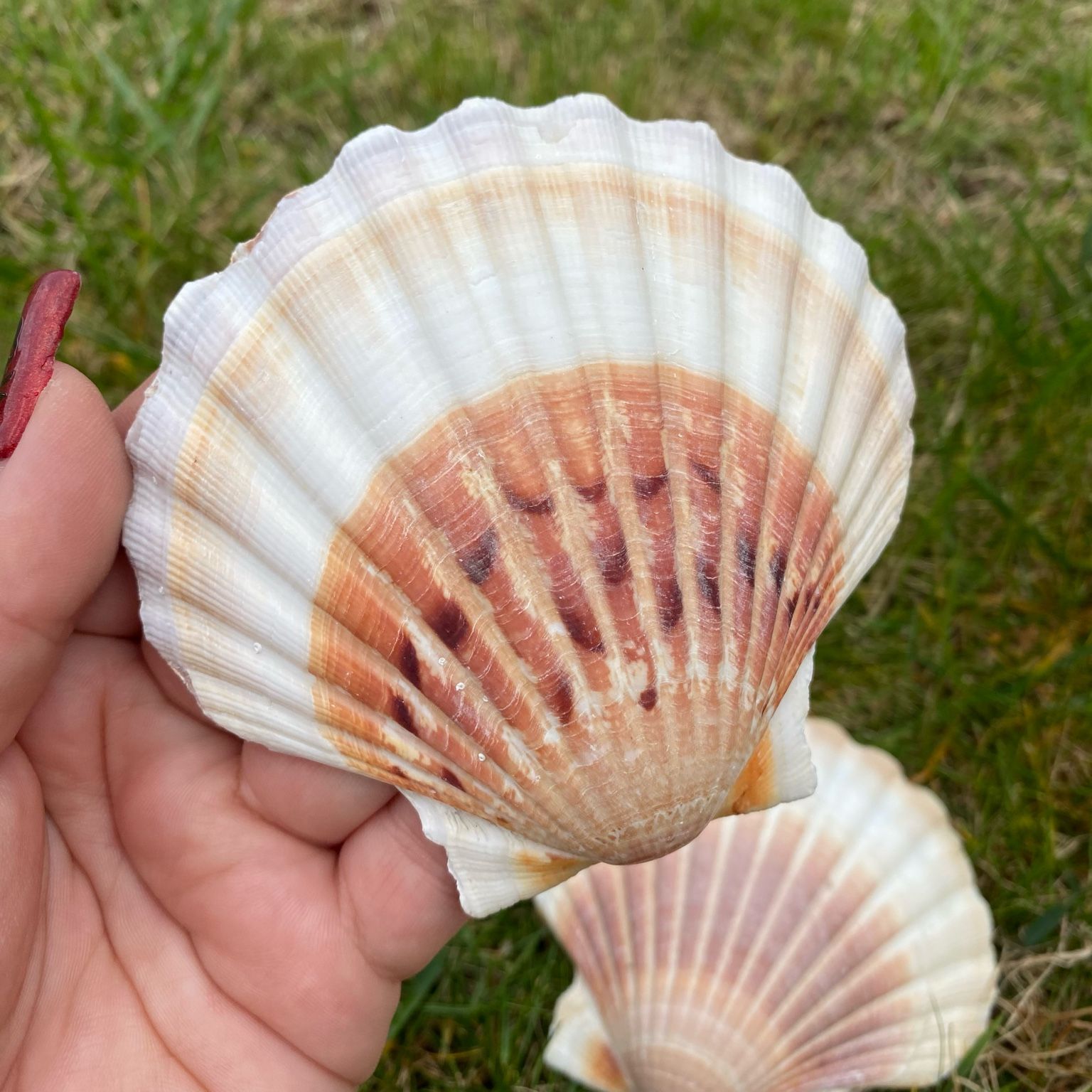 Coquille Saint-Jacques naturelle pour rechargement des pierres et rituels énergétiques, accessoire de lithothérapie Les Merveilles by Pauline