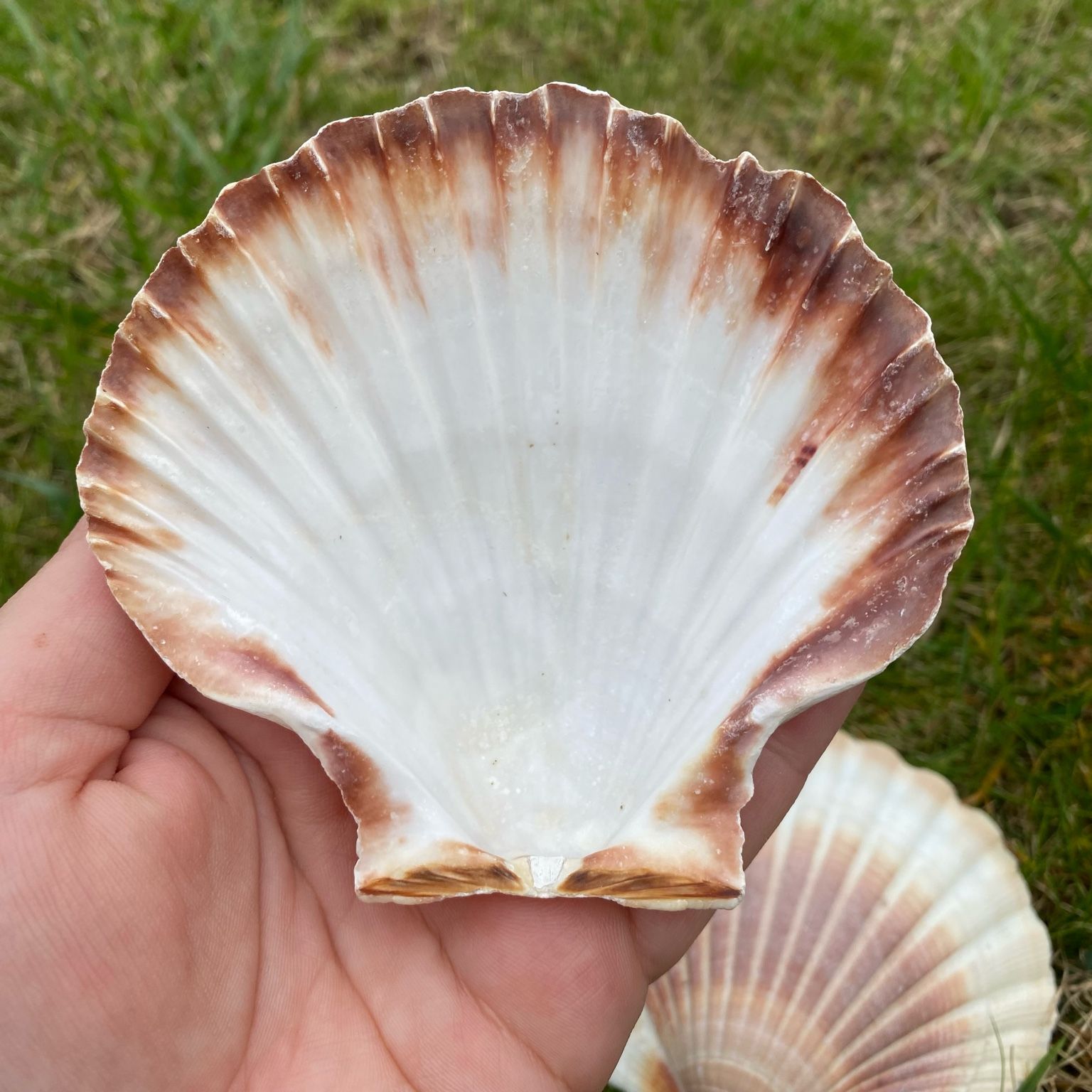 Coquille Saint-Jacques naturelle pour rechargement des pierres et rituels énergétiques, accessoire de lithothérapie Les Merveilles by Pauline