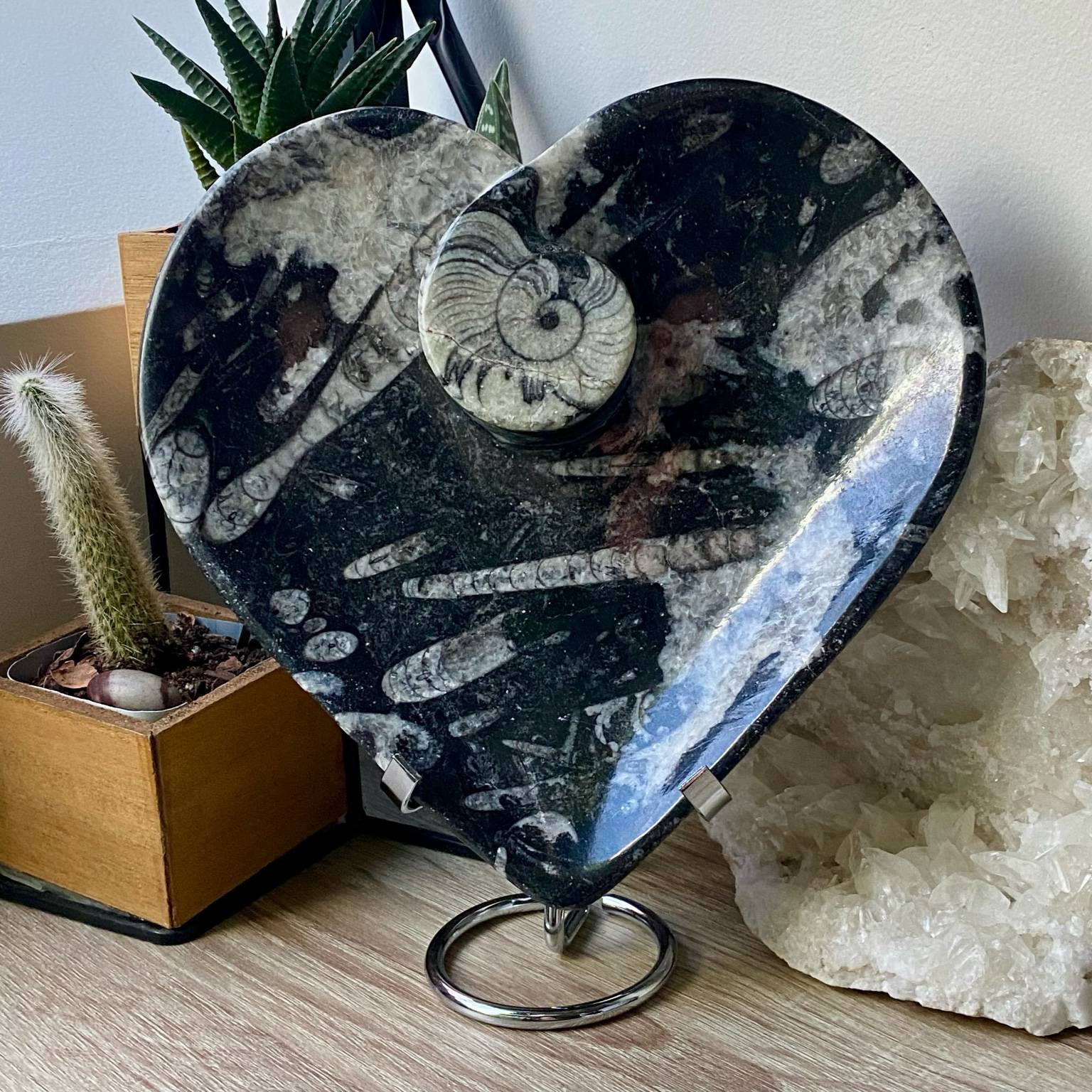 Orthocera fossile en forme de cœur pièce unique